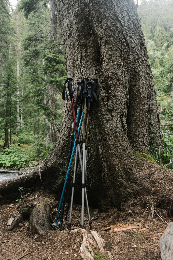 Wanderstöcke lehnen an einem Baum.