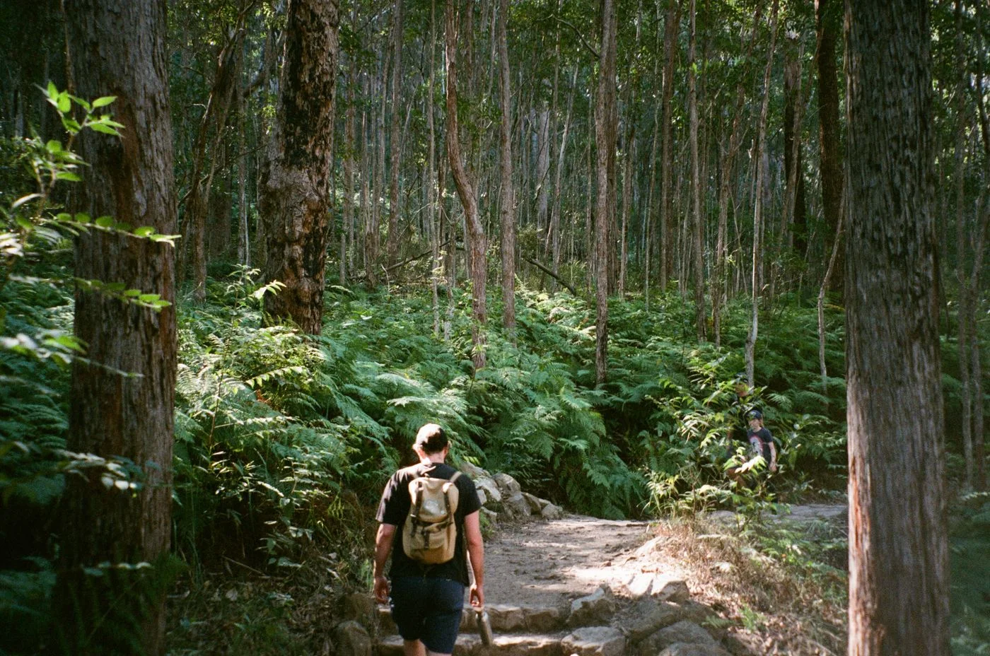 Walkers on a broad forest path.