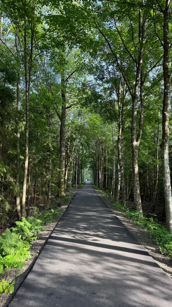 A shaded path beneath green trees.
