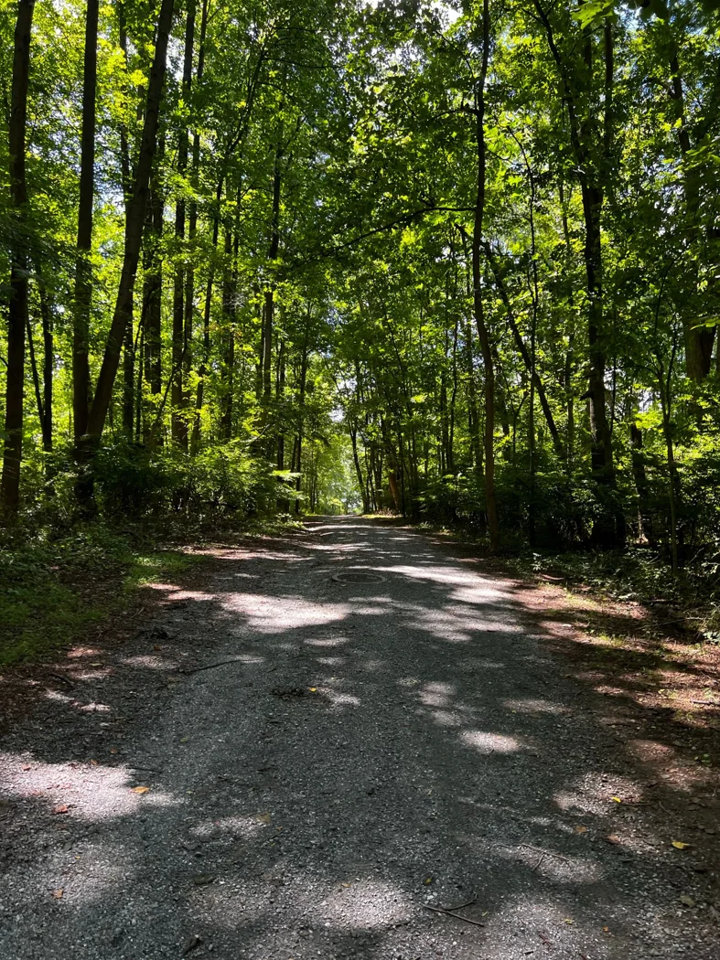A broad surfaced path between trees.