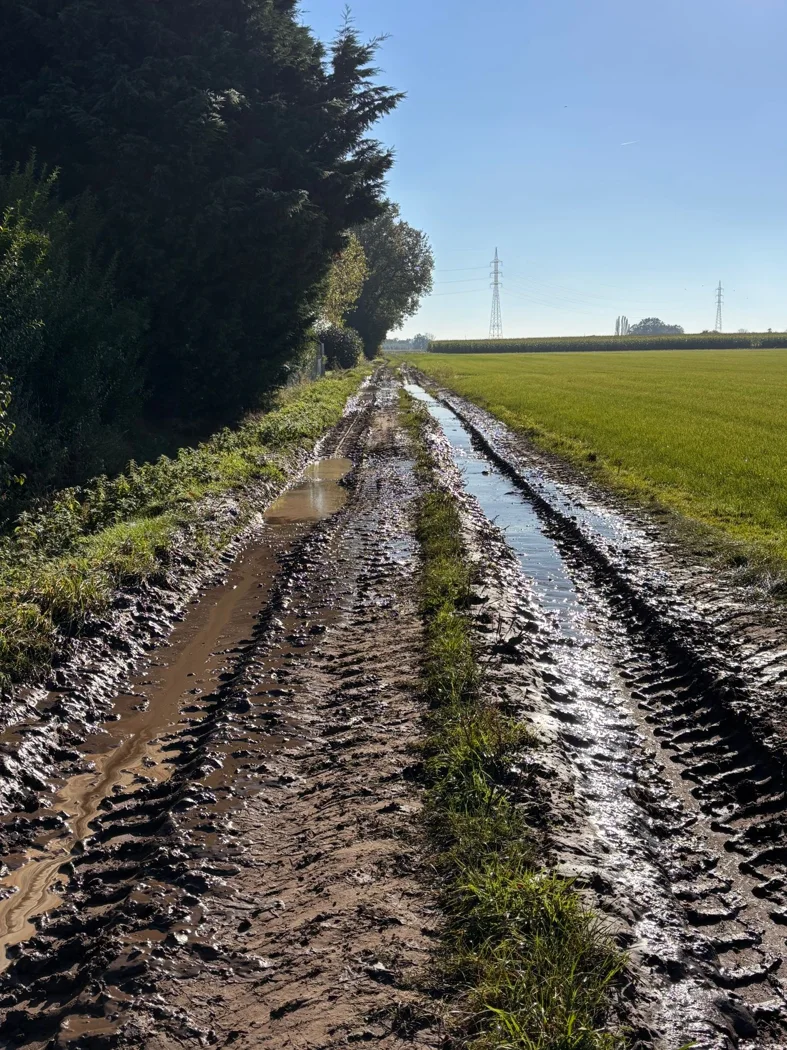 Tractor tracks on a path between fields.