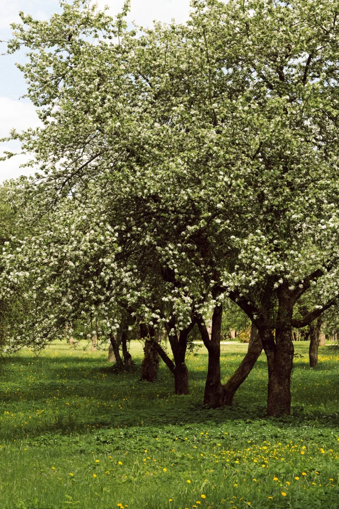 Blossoming fruit trees in a meadow.